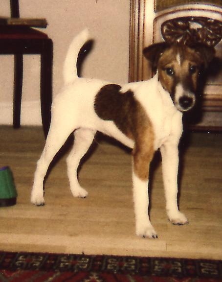 Goupil